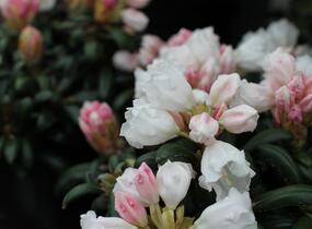 Pěnišník 'Schneekissen' - Rhododendron (Y) 'Schneekissen'