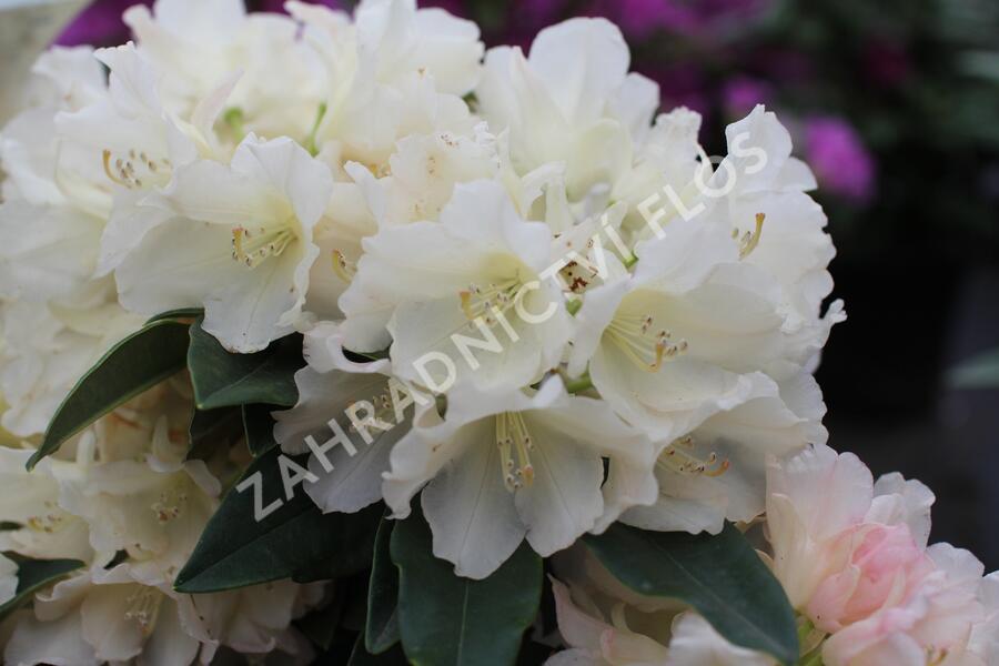 Pěnišník 'Golden Torch' - Rhododendron (Y) 'Golden Torch'