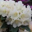 Pěnišník 'Golden Torch' - Rhododendron (Y) 'Golden Torch'