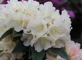 Pěnišník 'Golden Torch' - Rhododendron (Y) 'Golden Torch'