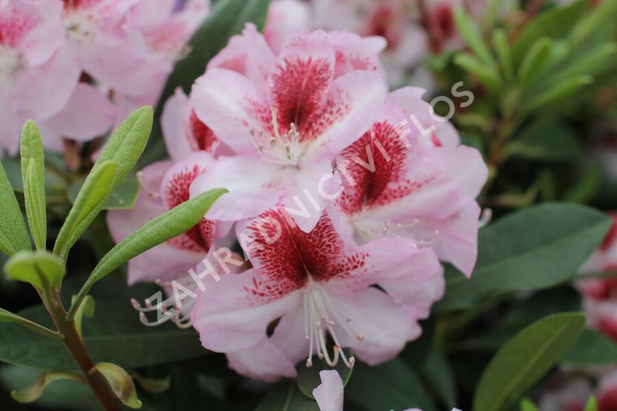 Pěnišník 'Belami' - Rhododendron 'Belami'