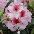 Pěnišník 'Belami' - Rhododendron 'Belami'
