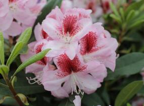 Pěnišník 'Belami' - Rhododendron 'Belami'