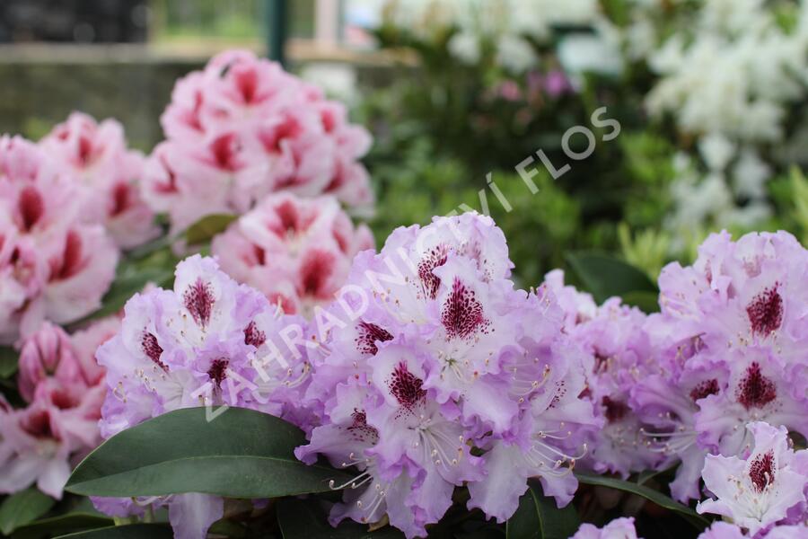 Pěnišník 'Belami' - Rhododendron 'Belami'