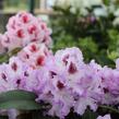 Pěnišník 'Belami' - Rhododendron 'Belami'