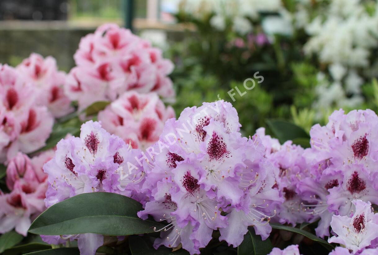 Pěnišník 'Belami' - Rhododendron 'Belami'