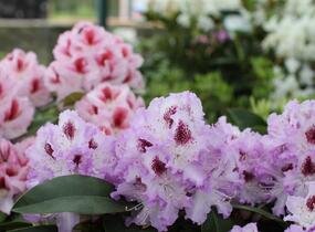 Pěnišník 'Belami' - Rhododendron 'Belami'