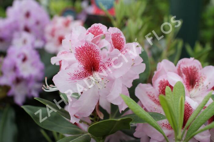 Pěnišník 'Belami' - Rhododendron 'Belami'