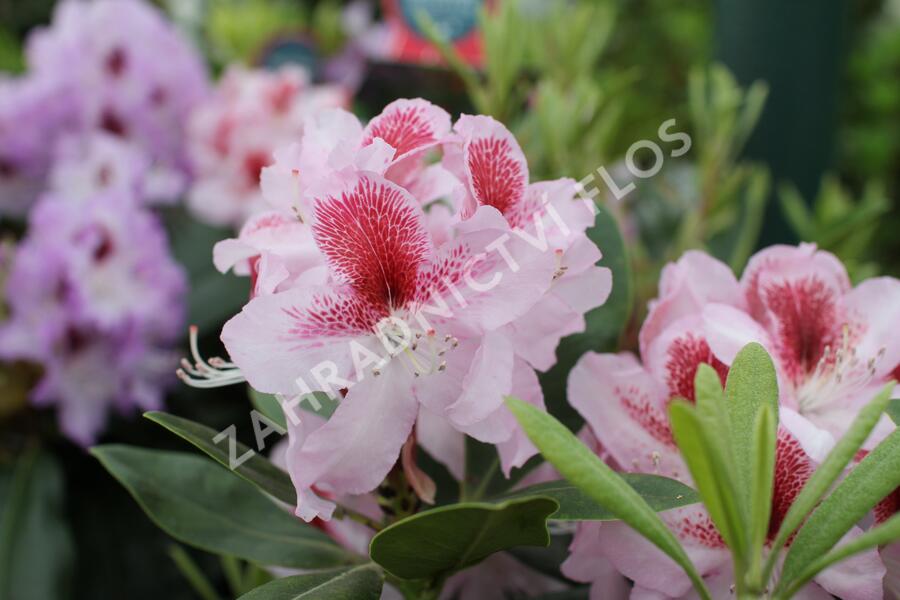Pěnišník 'Belami' - Rhododendron 'Belami'