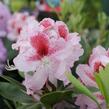 Pěnišník 'Belami' - Rhododendron 'Belami'