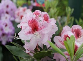 Pěnišník 'Belami' - Rhododendron 'Belami'