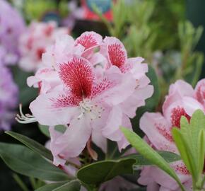Pěnišník 'Belami' - Rhododendron 'Belami'