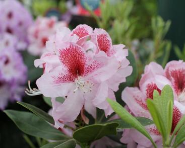 Pěnišník 'Belami'