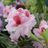 Rhododendron 'Belami'.JPG
