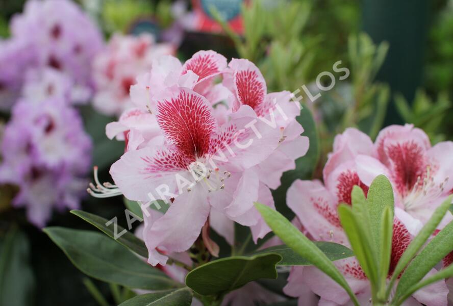 Pěnišník 'Belami' - Rhododendron 'Belami'