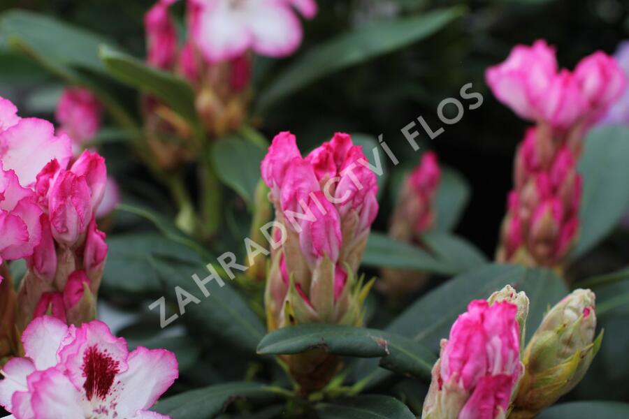 Pěnišník 'Hachmann's Charmant' - Rhododendron 'Hachmann's Charmant'