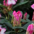 Pěnišník 'Hachmann's Charmant' - Rhododendron 'Hachmann's Charmant'