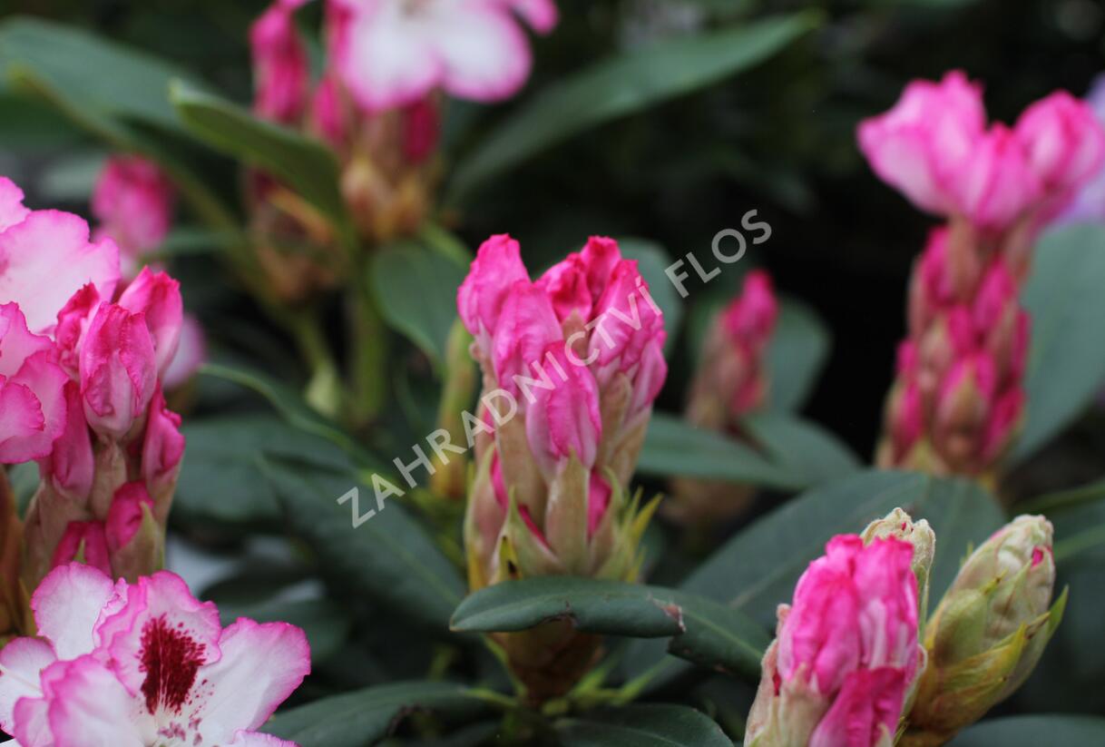 Pěnišník 'Hachmann's Charmant' - Rhododendron 'Hachmann's Charmant'