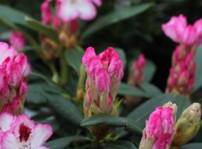 Pěnišník 'Hachmann's Charmant' - Rhododendron 'Hachmann's Charmant'