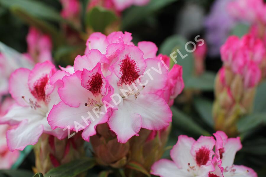 Pěnišník 'Hachmann's Charmant' - Rhododendron 'Hachmann's Charmant'