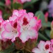 Pěnišník 'Hachmann's Charmant' - Rhododendron 'Hachmann's Charmant'