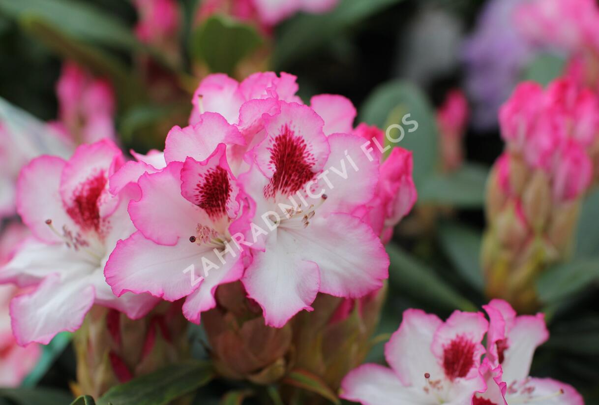 Pěnišník 'Hachmann's Charmant' - Rhododendron 'Hachmann's Charmant'