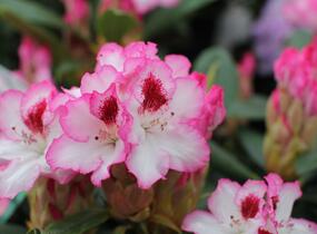 Pěnišník 'Hachmann's Charmant' - Rhododendron 'Hachmann's Charmant'
