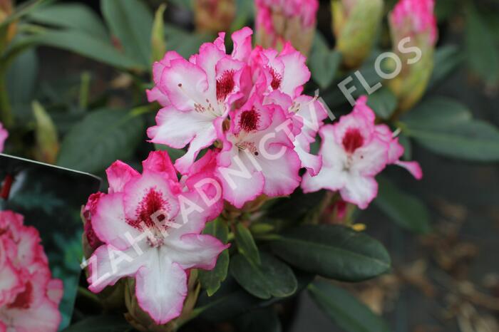 Pěnišník 'Hachmann's Charmant' - Rhododendron 'Hachmann's Charmant'