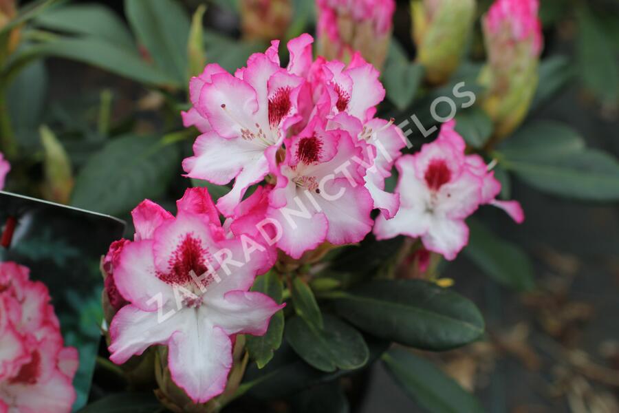 Pěnišník 'Hachmann's Charmant' - Rhododendron 'Hachmann's Charmant'