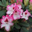Pěnišník 'Hachmann's Charmant' - Rhododendron 'Hachmann's Charmant'