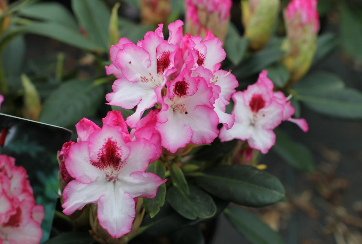 Pěnišník 'Hachmann's Charmant' - Rhododendron 'Hachmann's Charmant'