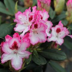 Pěnišník 'Hachmann's Charmant' - Rhododendron 'Hachmann's Charmant'