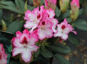 Pěnišník 'Hachmann's Charmant' - Rhododendron 'Hachmann's Charmant'