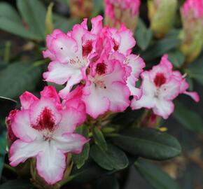 Pěnišník 'Hachmann's Charmant' - Rhododendron 'Hachmann's Charmant'