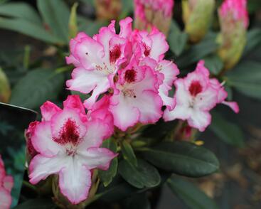 Pěnišník 'Hachmann's Charmant'