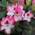 Rhododendron 'Hachmann's Charmant'.JPG