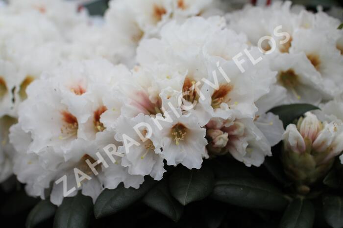 Pěnišník 'Bohlken's Snowfire' - Rhododendron (Y) 'Bohlken's Snowfire'