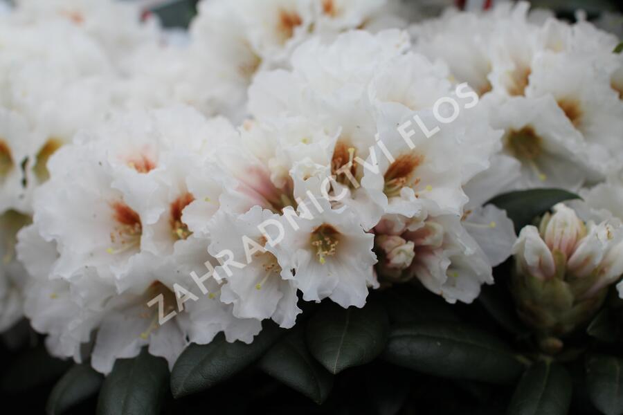 Pěnišník 'Bohlken's Snowfire' - Rhododendron (Y) 'Bohlken's Snowfire'