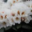Pěnišník 'Bohlken's Snowfire' - Rhododendron (Y) 'Bohlken's Snowfire'