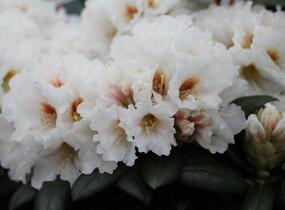 Pěnišník 'Bohlken's Snowfire' - Rhododendron (Y) 'Bohlken's Snowfire'