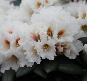 Pěnišník 'Bohlken's Snowfire' - Rhododendron (Y) 'Bohlken's Snowfire'