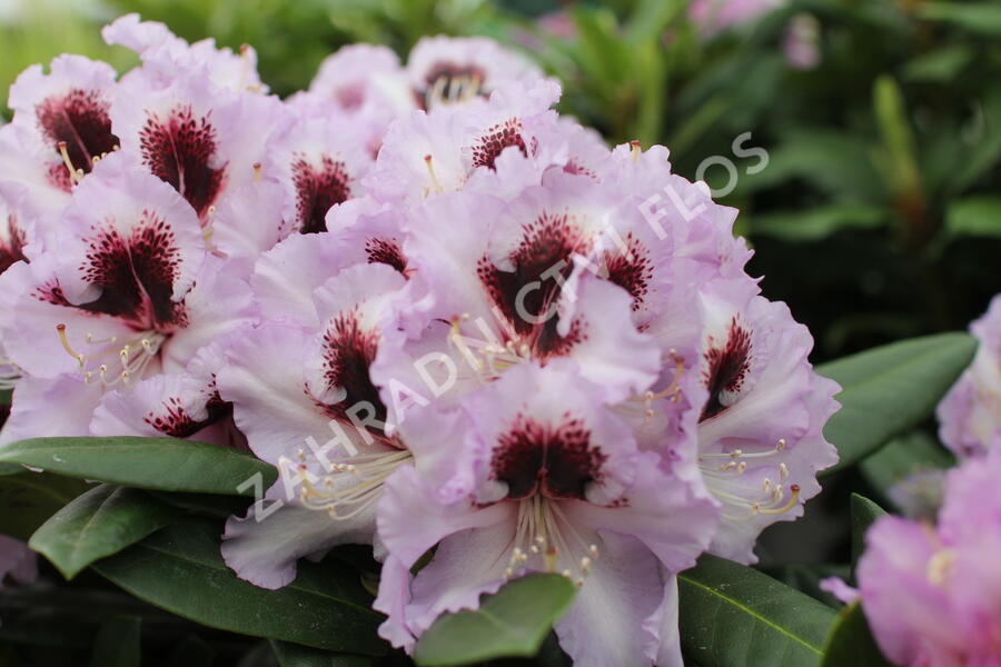 Pěnišník 'Pinguin' - Rhododendron (T) 'Pinguin'