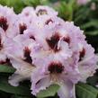 Pěnišník 'Pinguin' - Rhododendron (T) 'Pinguin'