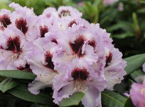 Pěnišník 'Pinguin' - Rhododendron (T) 'Pinguin'