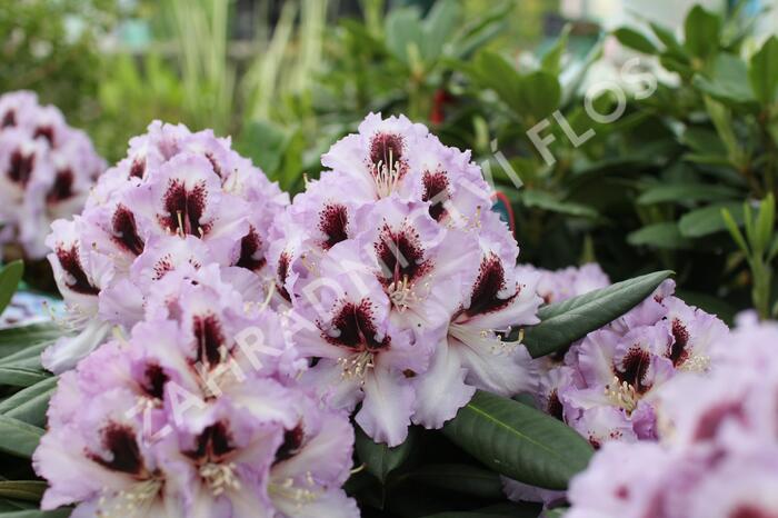 Pěnišník 'Pinguin' - Rhododendron (T) 'Pinguin'