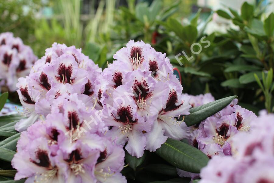 Pěnišník 'Pinguin' - Rhododendron (T) 'Pinguin'