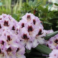 Pěnišník 'Pinguin' - Rhododendron (T) 'Pinguin'