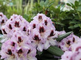 Pěnišník 'Pinguin' - Rhododendron (T) 'Pinguin'