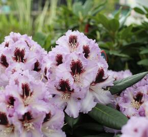 Pěnišník 'Pinguin' - Rhododendron (T) 'Pinguin'