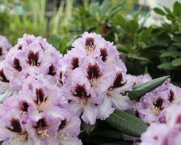 Pěnišník 'Pinguin'